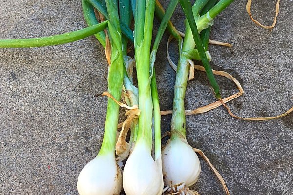 Кракен ссылка onion