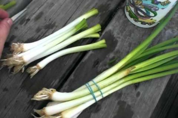Даркнет маркет кракен onion